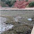 Large amount of sea weed at Coryton Cove 8th Oct 2016