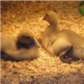 Ducklings looking cozy at the Waterfowl centre