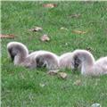 Three signets on The Lawn this morning 03/12/16.