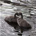 Pic's 22 06 2017 cygnet's on in the Brook.