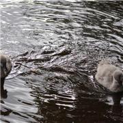 Pic's 22 06 2017 cygnet's on in the Brook.