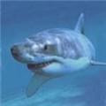 Great White Shark spotted off the