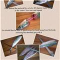 Mackeral - how to fillet