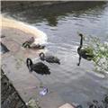 Black swans with their young on the brook 17th may 2016 and white swans.