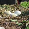 Very sad news as baby cygnet in Dawlish dies 