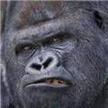 'Angry' London Zoo gorilla on the loose