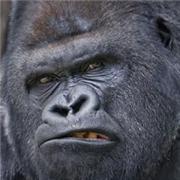 'Angry' London Zoo gorilla on the loose