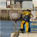 Teignmouth Fish Quay - unloading fish catch.