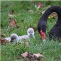 New cygnets on The Lawn today 16 11 17 pics.