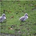 New cygnets on The Lawn today 16 11 17 pics.