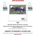 Owner fears missing collie Taz may now have been stolen