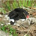 Newborn baby black swans