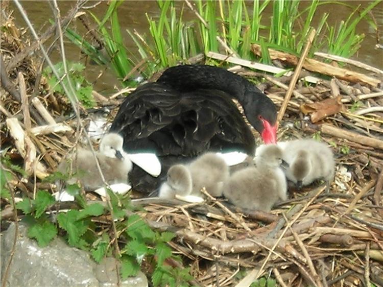 Newborn baby black swans