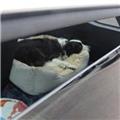 Dog in car at West Cliff car park, Teignmouth 02/09/18- small gap on all windows