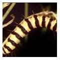 Cinnabar Caterpillar