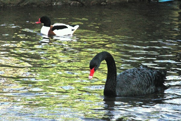 Swan & Shelduck