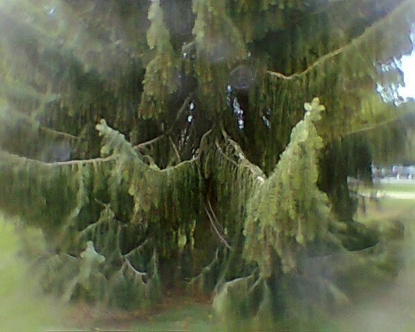 Tree droops