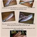 Mackeral - how to fillet