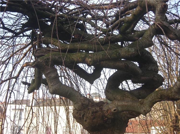 An Unusual Tree