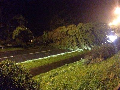 Photo: Tree down by John Nash blocking the main Dawlish to Teignmouth road